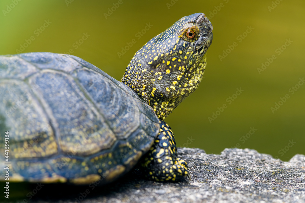 Portrait einer Sumpfschildkröte Portrait einer Sumpfschildkröte