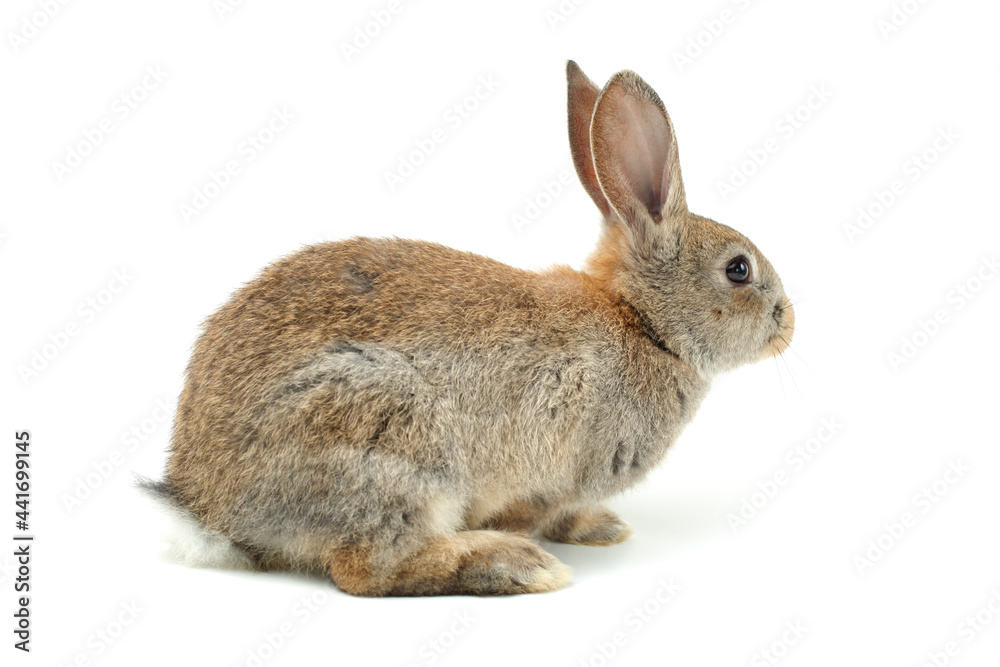 Obraz premium rabbit on a white background 