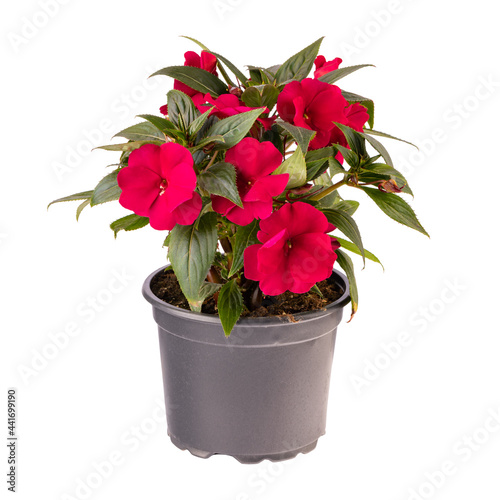Red impatiens walleriana flowers i photo