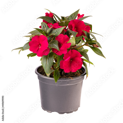 Red impatiens walleriana flowers i