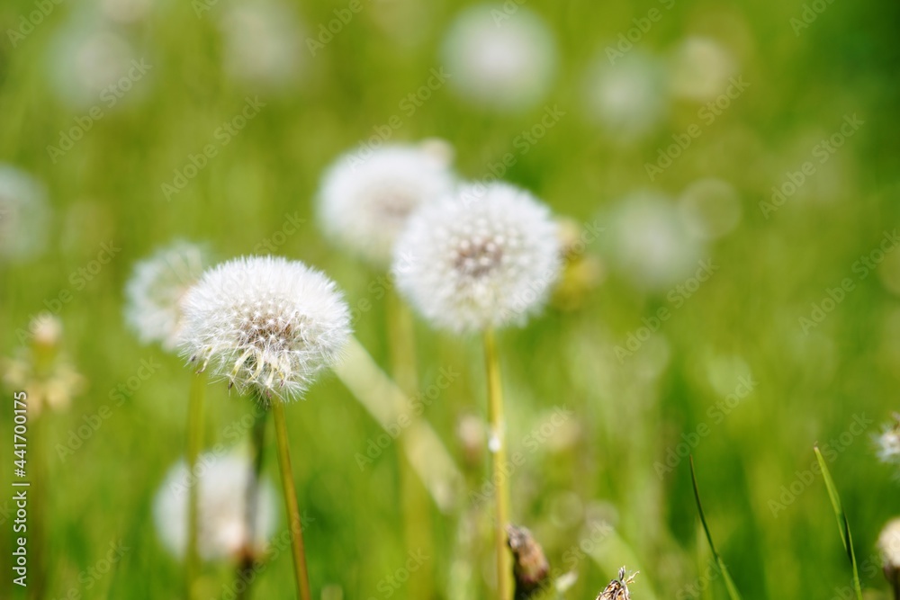 dandelion on grass