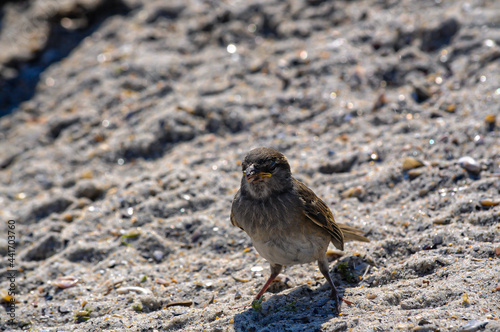 Sparrow Sits on Warm Sand of tBeach on a Sunny Say close-up Bird Having Sand Bathing to Remove Parasites from Feather photo