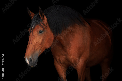 Red horse portrait black background photo