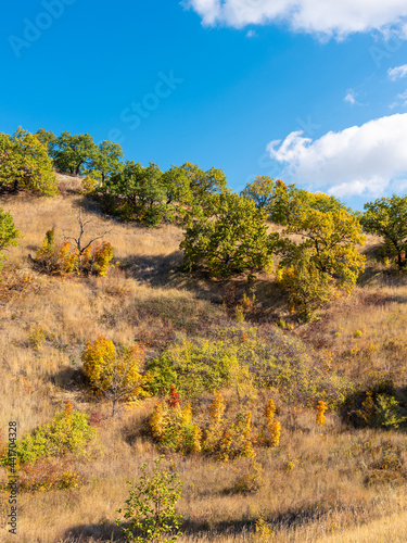 Autumn landscape on a sunny warm day - a mountain slope in the foothills with bushes  trees  oaks with yellowed leaves and yellow dry grass