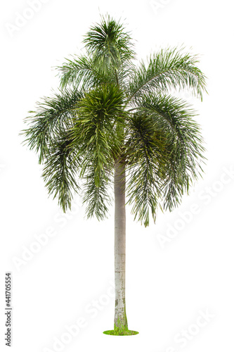 The palm tree isolated on white.