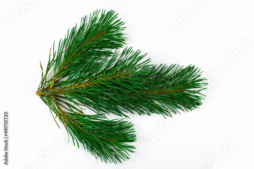 green pine branch isolated on a white background