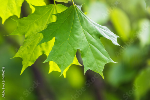 Spring branches of maple tree with fresh green leaves