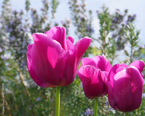 Beautiful Tulip flowers on colorful flowering background.