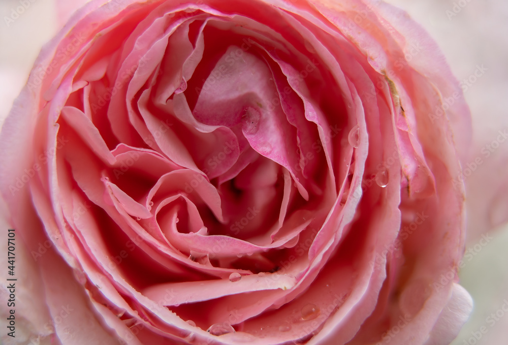 Macro shot of a natural pink rose flower with raindrops Macro shot of a natural pink rose flower with raindrops