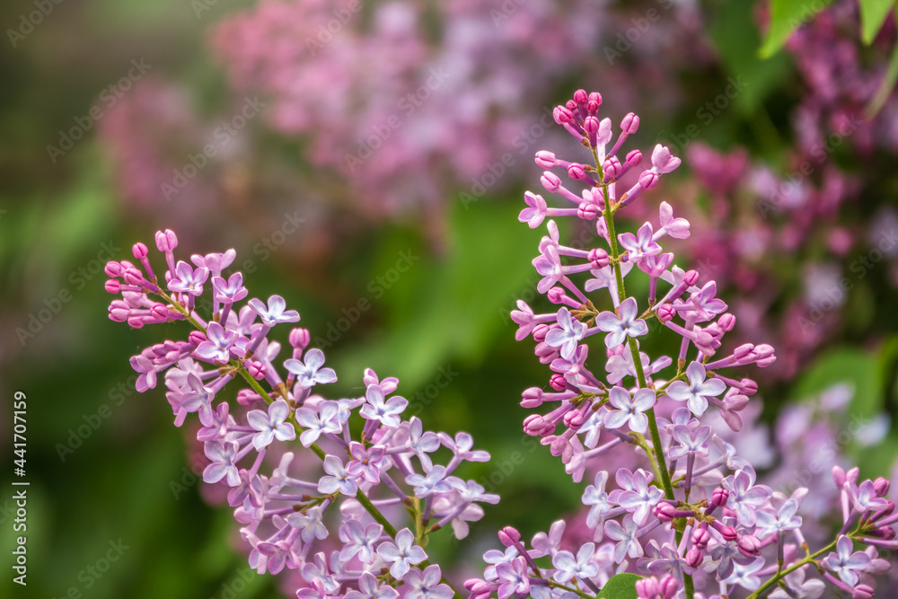 Pink Blooming Lilac Flowers in spring with blured background Pink Blooming Lilac Flowers in spring with blured background
