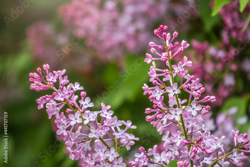 Pink Blooming Lilac Flowers in spring with blured background