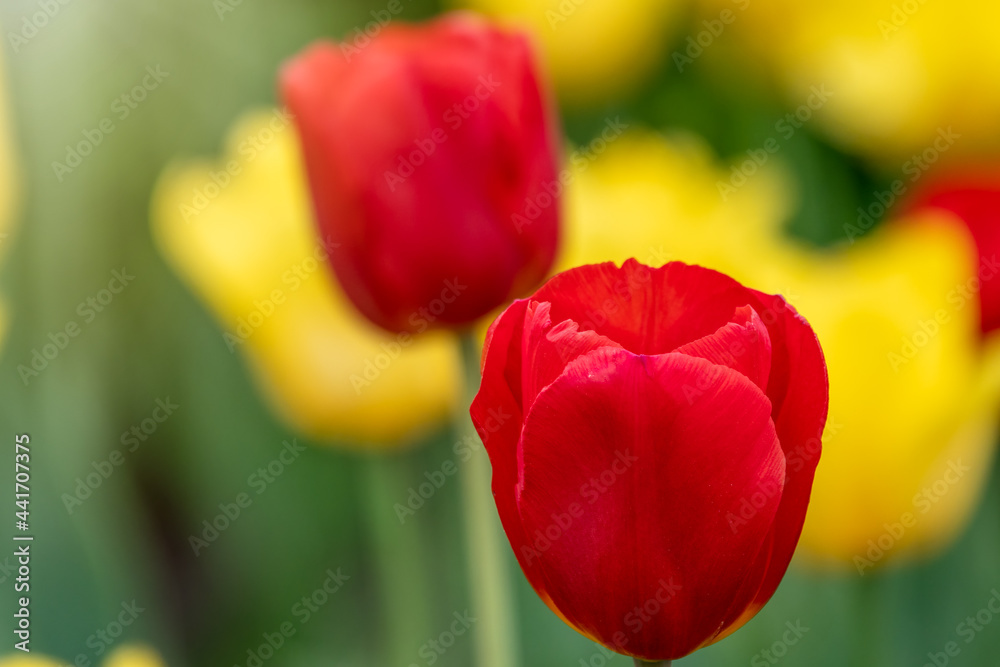 Red and yellow tulips on a green background Red and yellow tulips on a green background