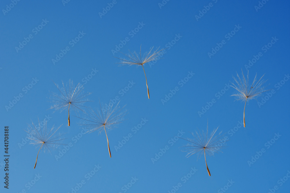 Fototapeta dandelion in the sky