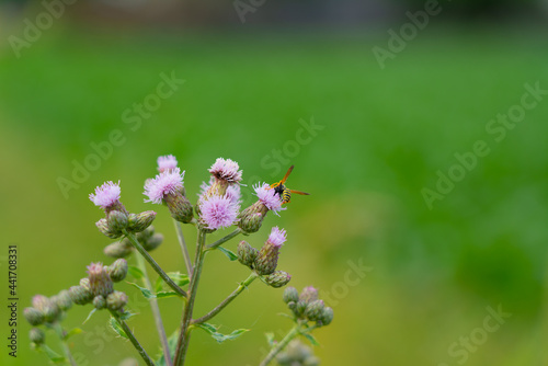 wasp on the flowers