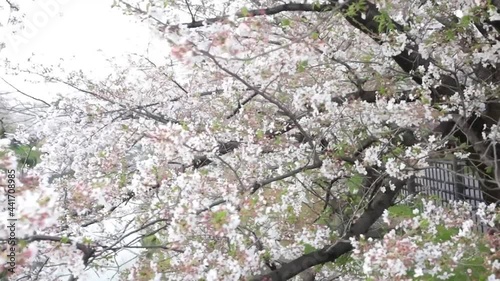 山崎川の両岸に咲く満開の桜トラック 39sec photo