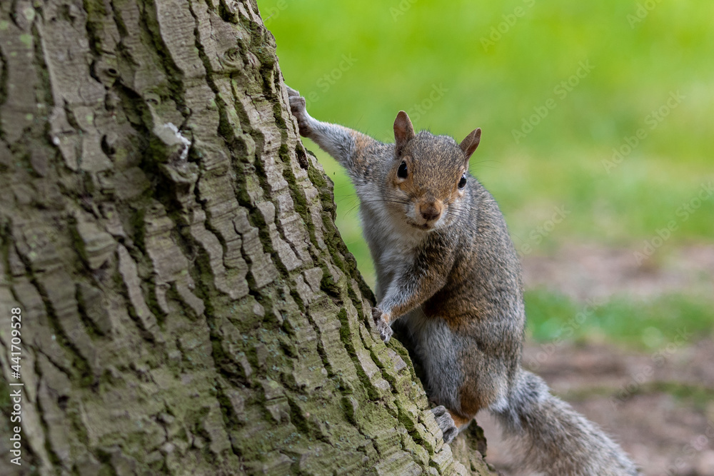 A portrait of a common grey squirrel looking at the camera - obrazy, fototapety, plakaty 