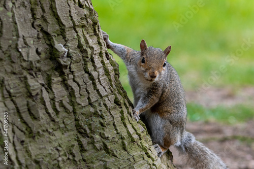 A portrait of a common grey squirrel looking at the camera