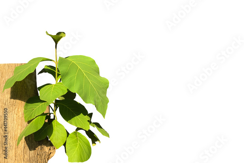 Isolated young teak branches on teak trunk with clipping paths.