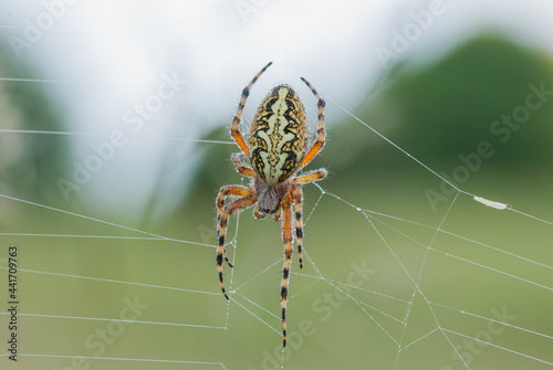  ragno foglia di quercia o ragno web ruota foglia di quercia (Aculepeira ceropegia, Walckeneaer 1802 syn. Araneus ceropegia) è un ragno dal famiglia del orb web spider (Araneidae). Il ragno foglia di 