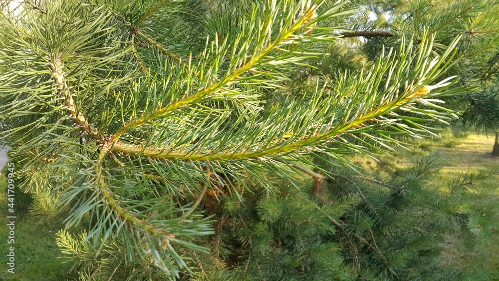 Unusual pine branch