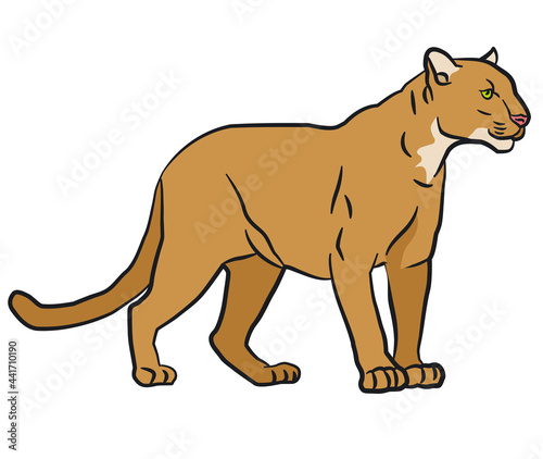 drawing illustration of the wild mountain lion