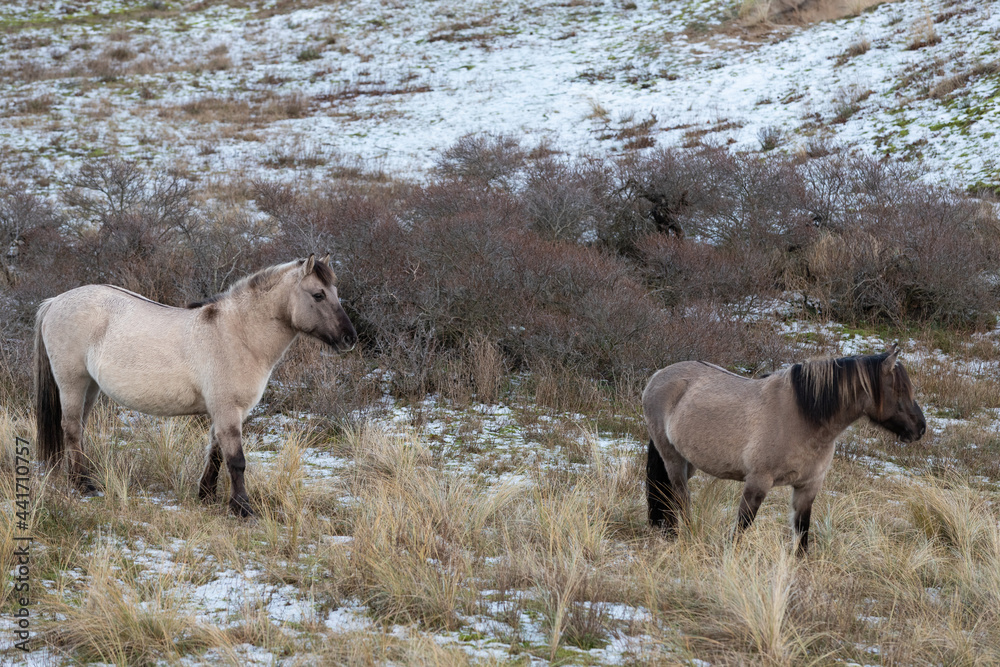 Obraz premium Wild Konik horses in South Kennemerland National Park