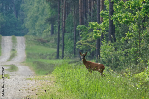 Sarna w lesie przechodzi przez drogę © Piotrek J.