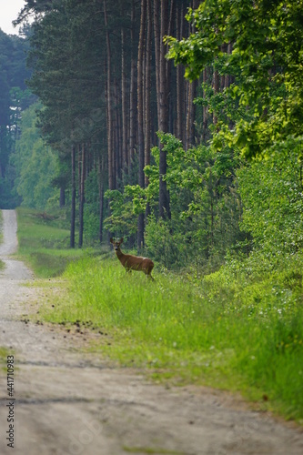 Fototapeta Naklejka Na Ścianę i Meble -  Sarna w lesie przechodzi przez drogę