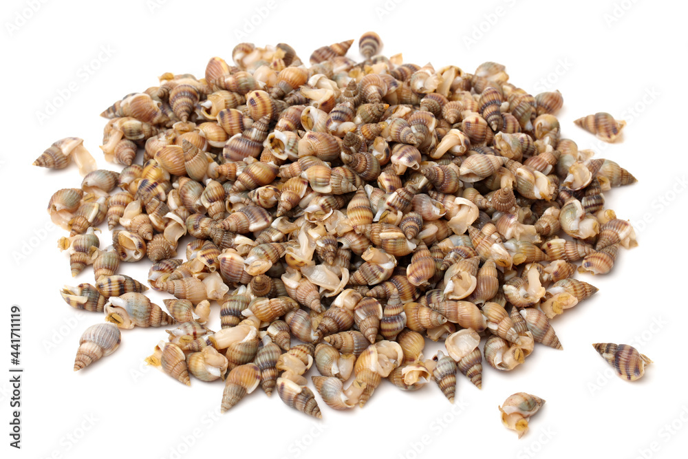 Whelks on white background