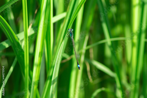 The blue-tailed damselfly or common bluetail (Ischnura elegans) on green grass