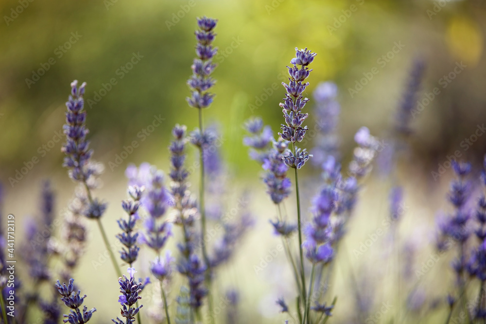 Fototapeta premium close-up of lavender in field