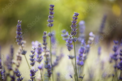 close-up of lavender in field
