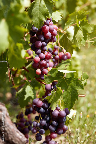 detail of grapes cluster in vineyard photo
