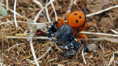 Angry red ladybird spider Eresus moravicus threatening photo