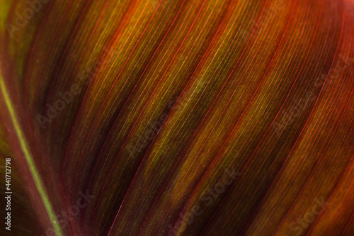 Abstract background. Macro image of orange toned plant leaf.
