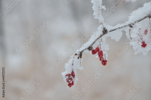red berries in snow