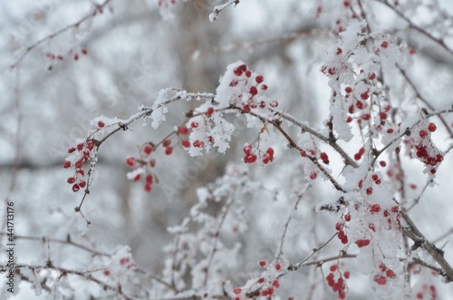 snow covered branches