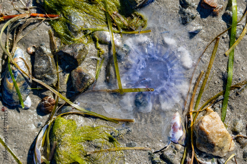 Fototapeta Naklejka Na Ścianę i Meble -  Seaweed and blue stinger jellyfish lying in wet sand at the beach. Shot in Sweden, Scandinavia