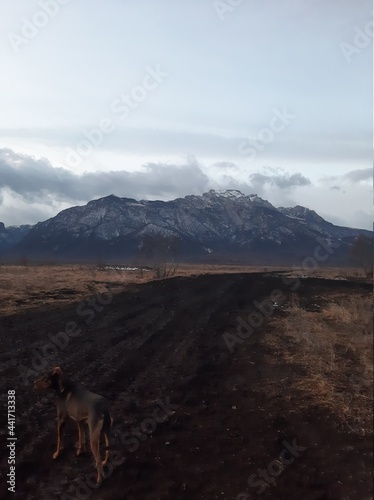 dog in the mountains