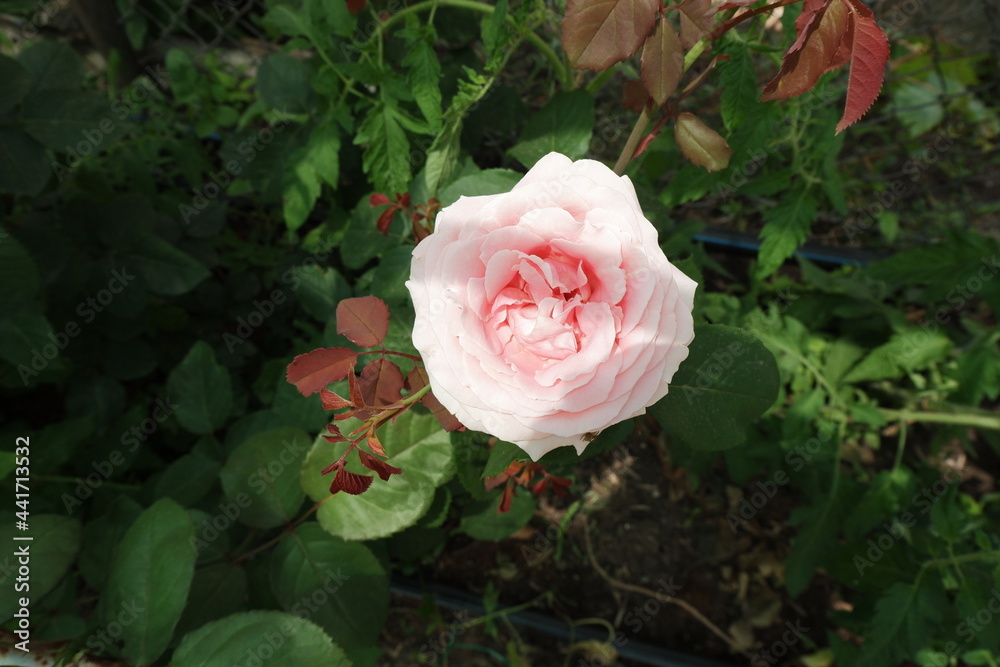 Rose close-up. Large pink rose. Floral background. Spring blooming garden. Ornamental plants. Rose close-up. Large pink rose. Floral background. Spring blooming garden. Ornamental plants.