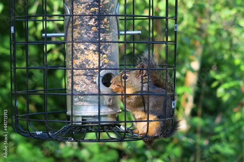 Lovely squirrels eating nuts in the cage