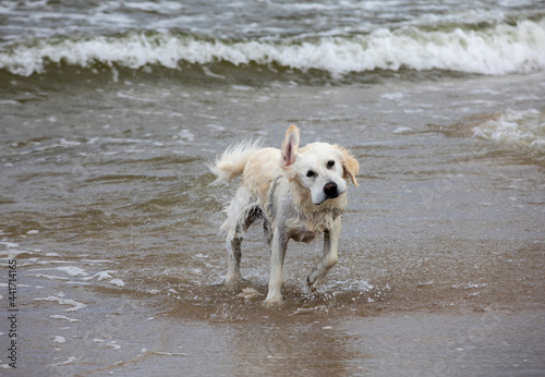 Golden retriever plays in the water on the beach
