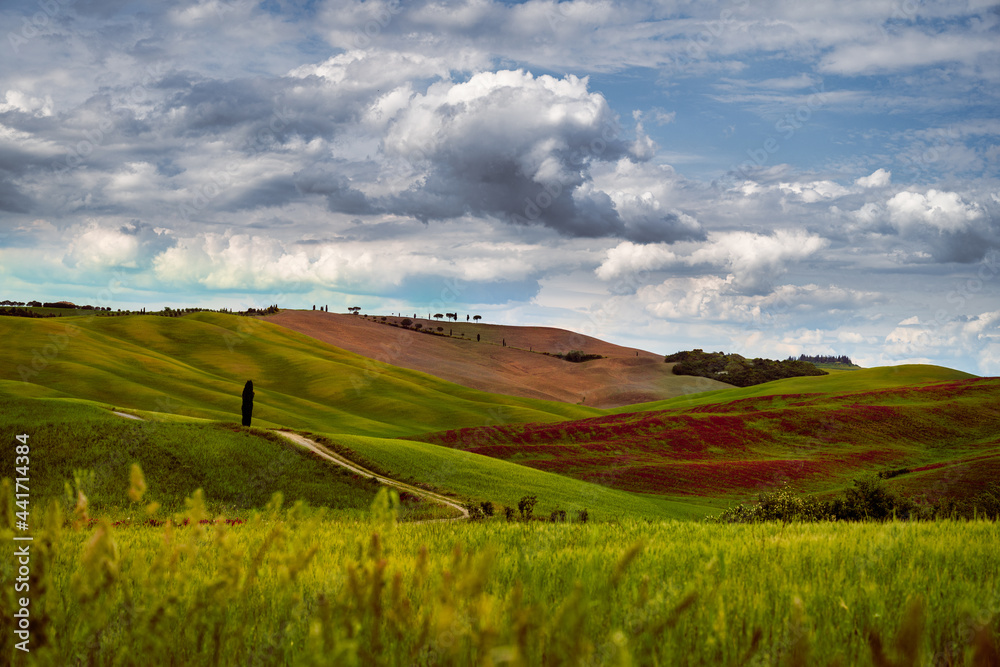 Fototapeta premium Toskana