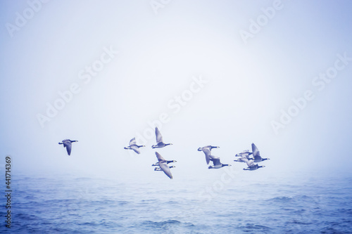 Flock of migratory birds  Branta leucopsis or Barnacle goose  flies over the sea