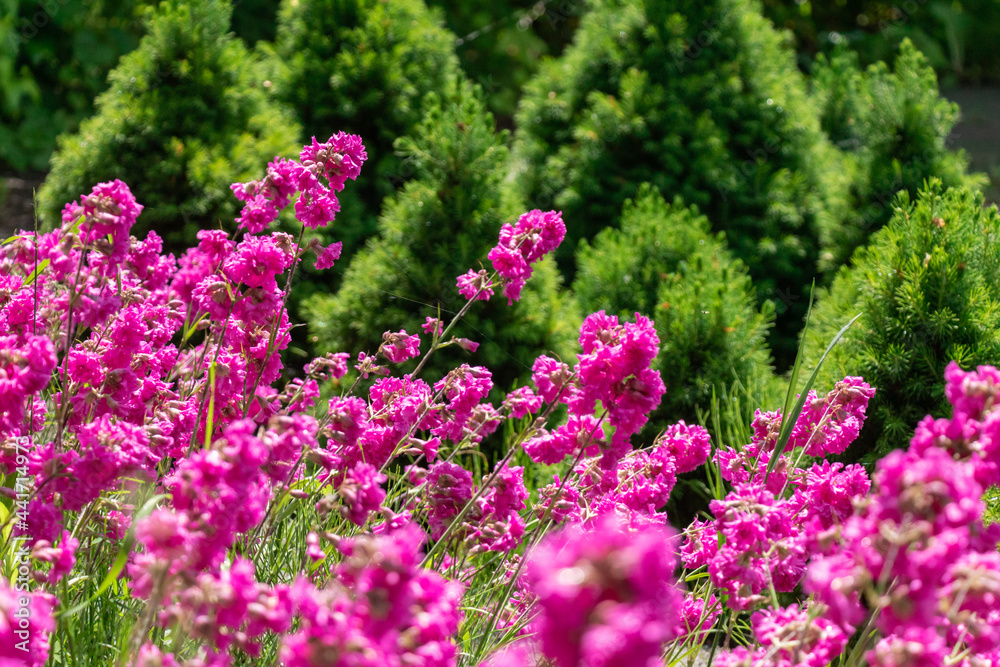 Obraz premium A field of bright pink flowers in sunny weather on a background of dark green young thujas