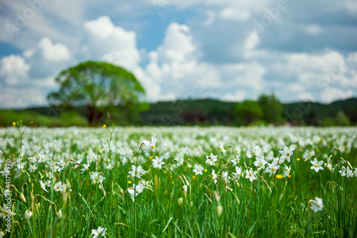Field of white daffodils. High quality photo photo