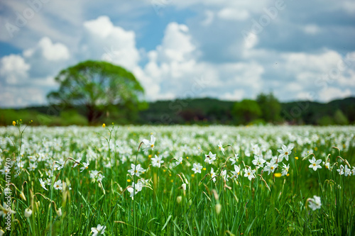 Field of white daffodils. High quality photo