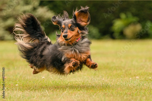 A long hair dappled dachshund enjoys an English country garden