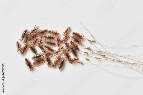 Group of head lice and their nits eggs on a white background