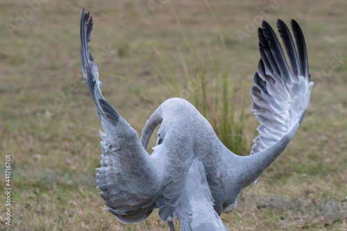 Male Brolga, scientific name - Antigone rubicunda -  performing a courtship dance photo